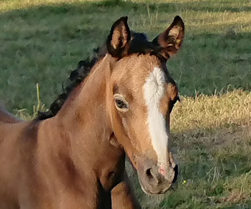 La horse : farm