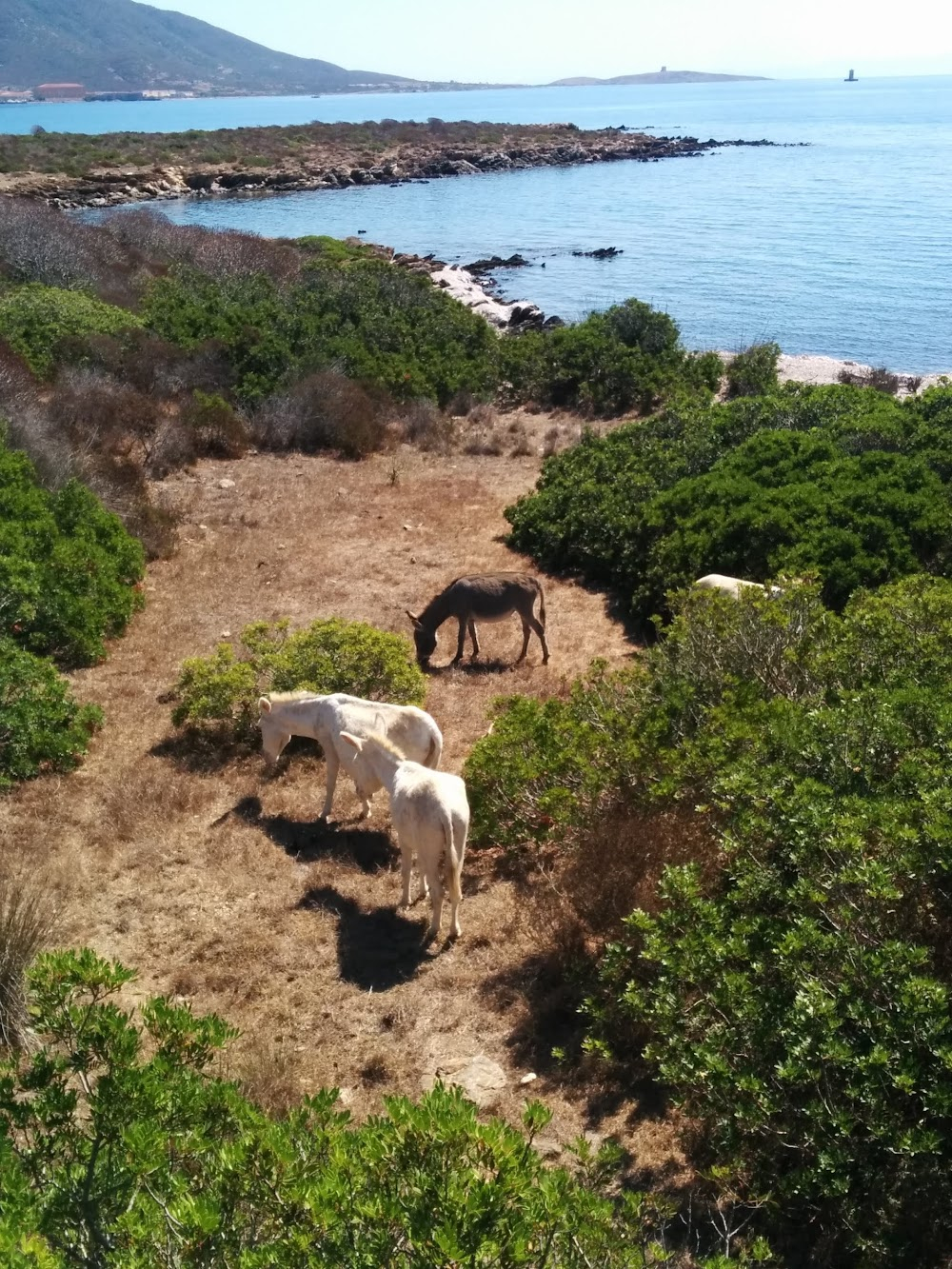 La leggenda di Kaspar Hauser : The Oristano's coasts