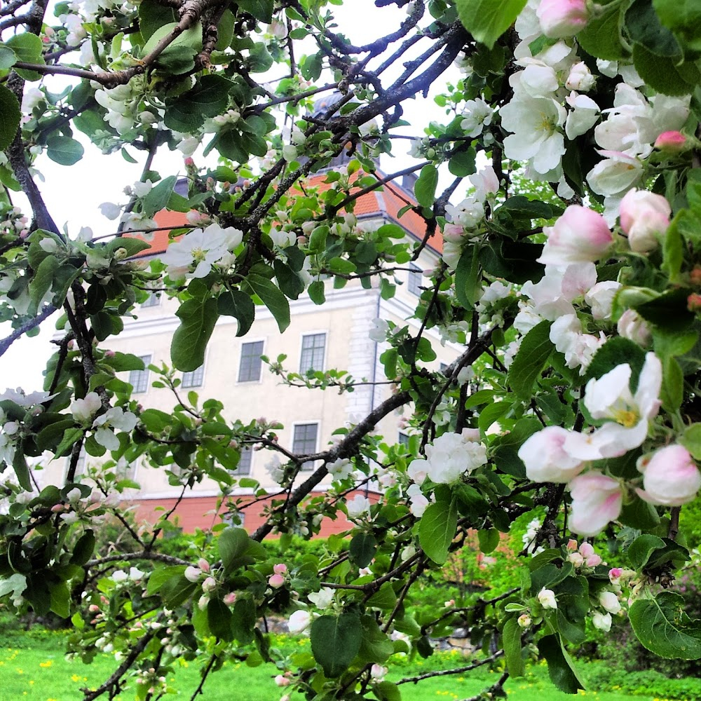 Längtans blåa blomma : 