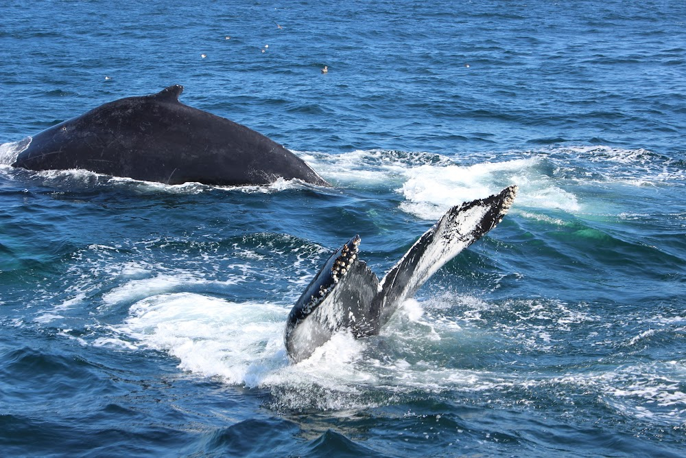 Last of the Right Whales : many scenes