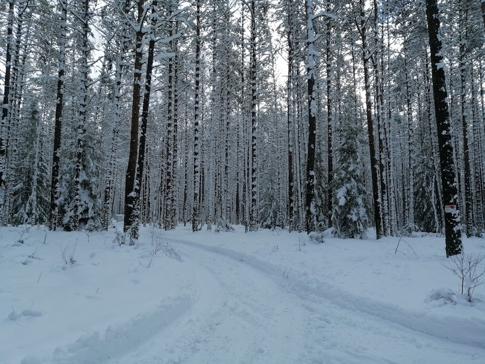 Lato lesnych ludzi : forest