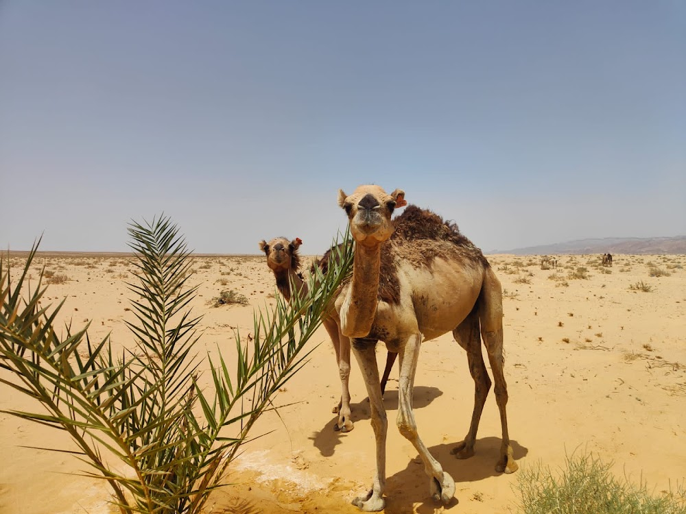 Le Dernier Mirage : location