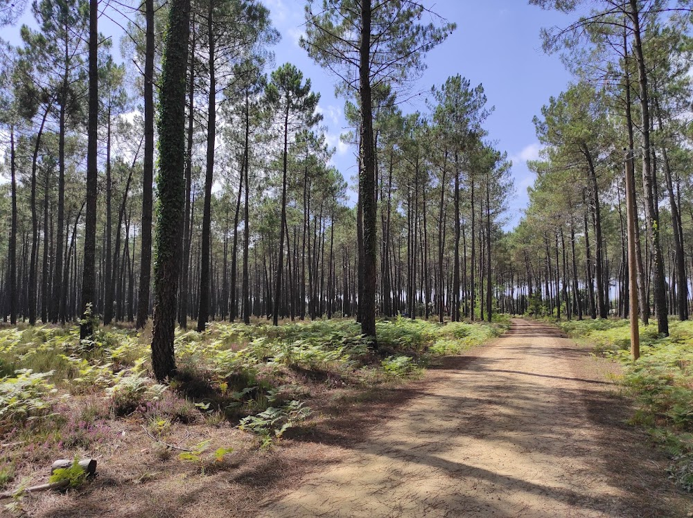 Le règne animal : forest sequences