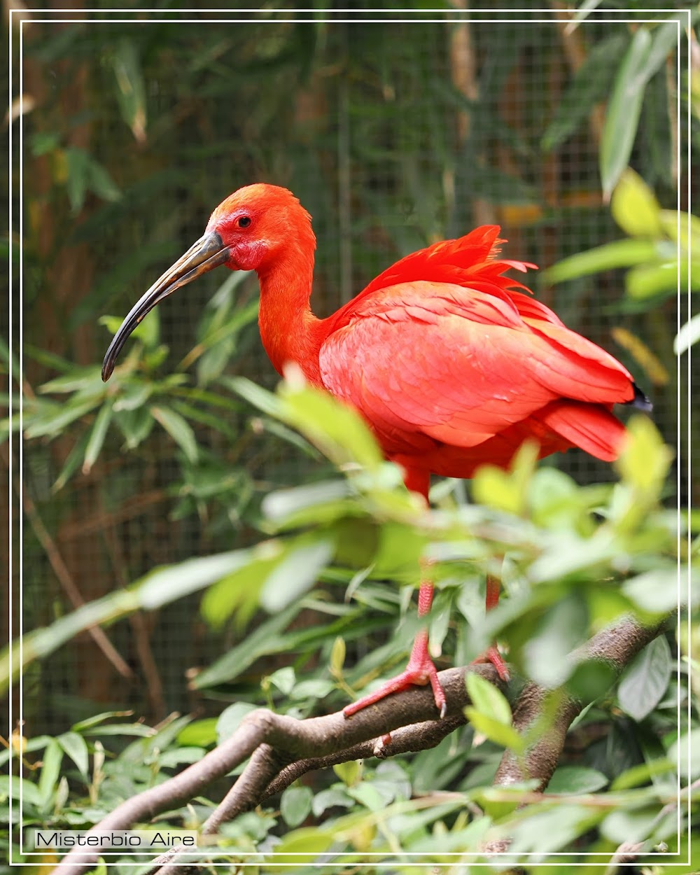 Les génies de la grotte Chauvet : shots of birds