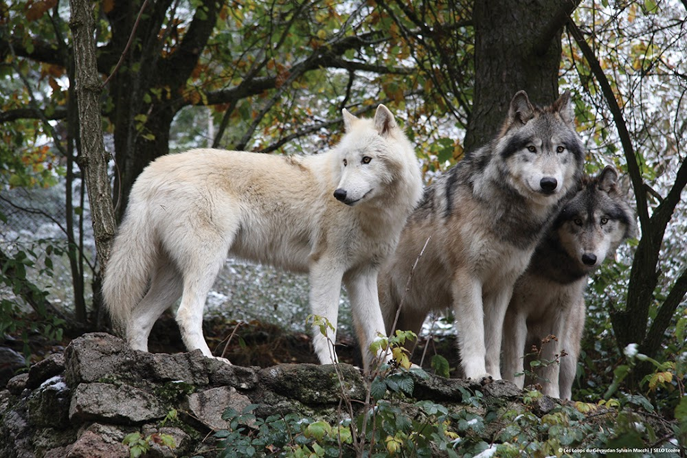 Les génies de la grotte Chauvet : shots of wolves