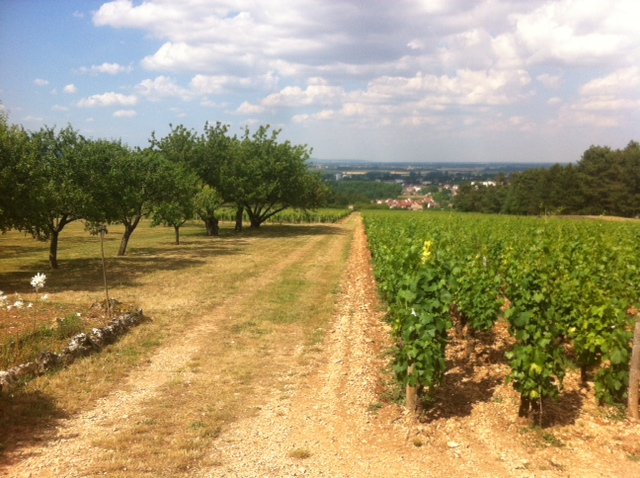 Les glaneurs et la glaneuse : 