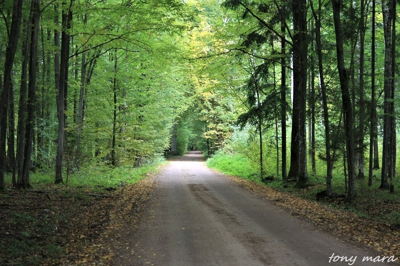 Lato lesnych ludzi : forest