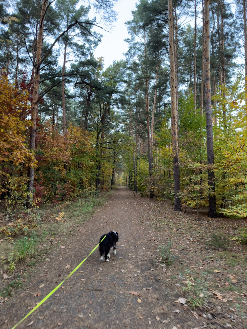 Lesniczówka : forest