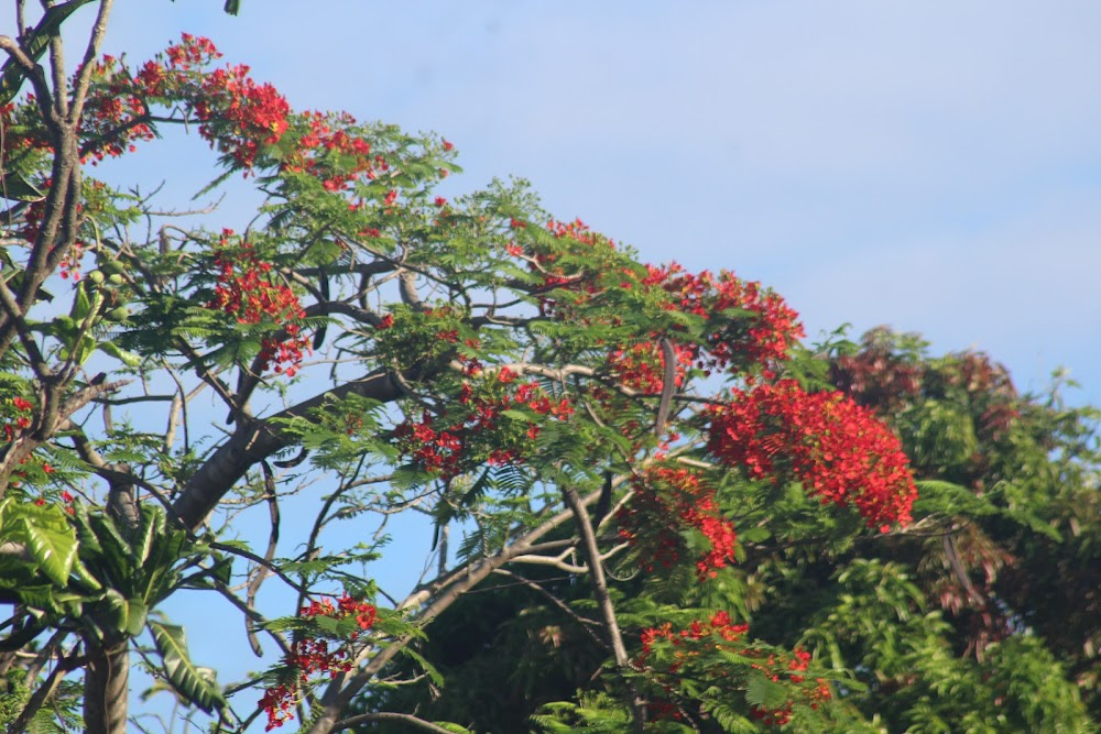 Lonely Planet : episode "Pacific Islands Guide"