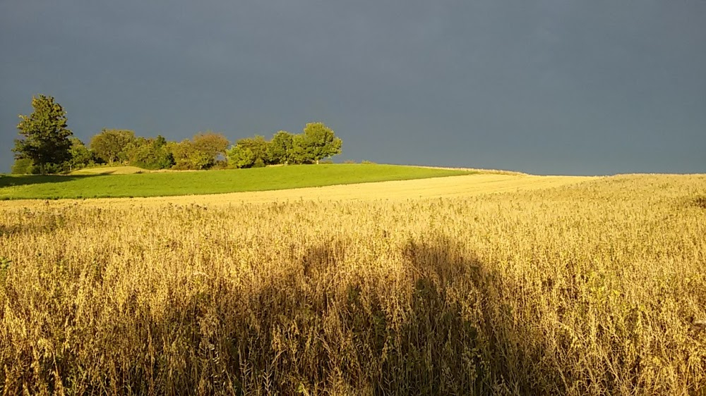 Löwenzahn - Das Kinoabenteuer : Tree where Fritz Fuchs and Yesemin meet