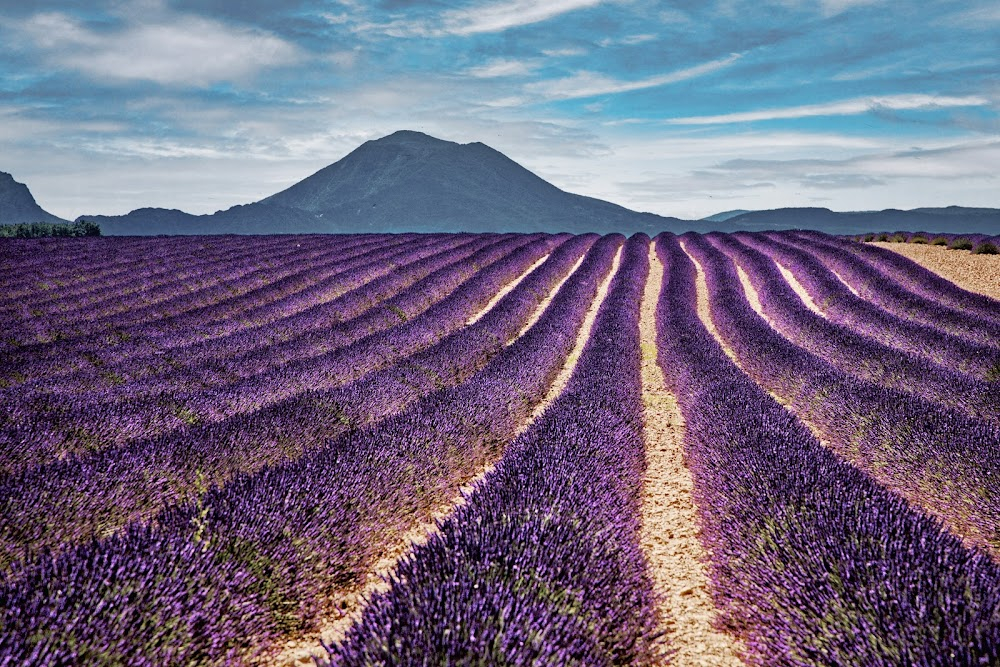 Mal de pierres : lavender harvest