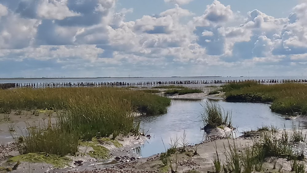 Manifestation : Area in And Around the Town of Ribe, Denmark