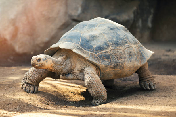 Galapagos: Nature's Wonderland : 