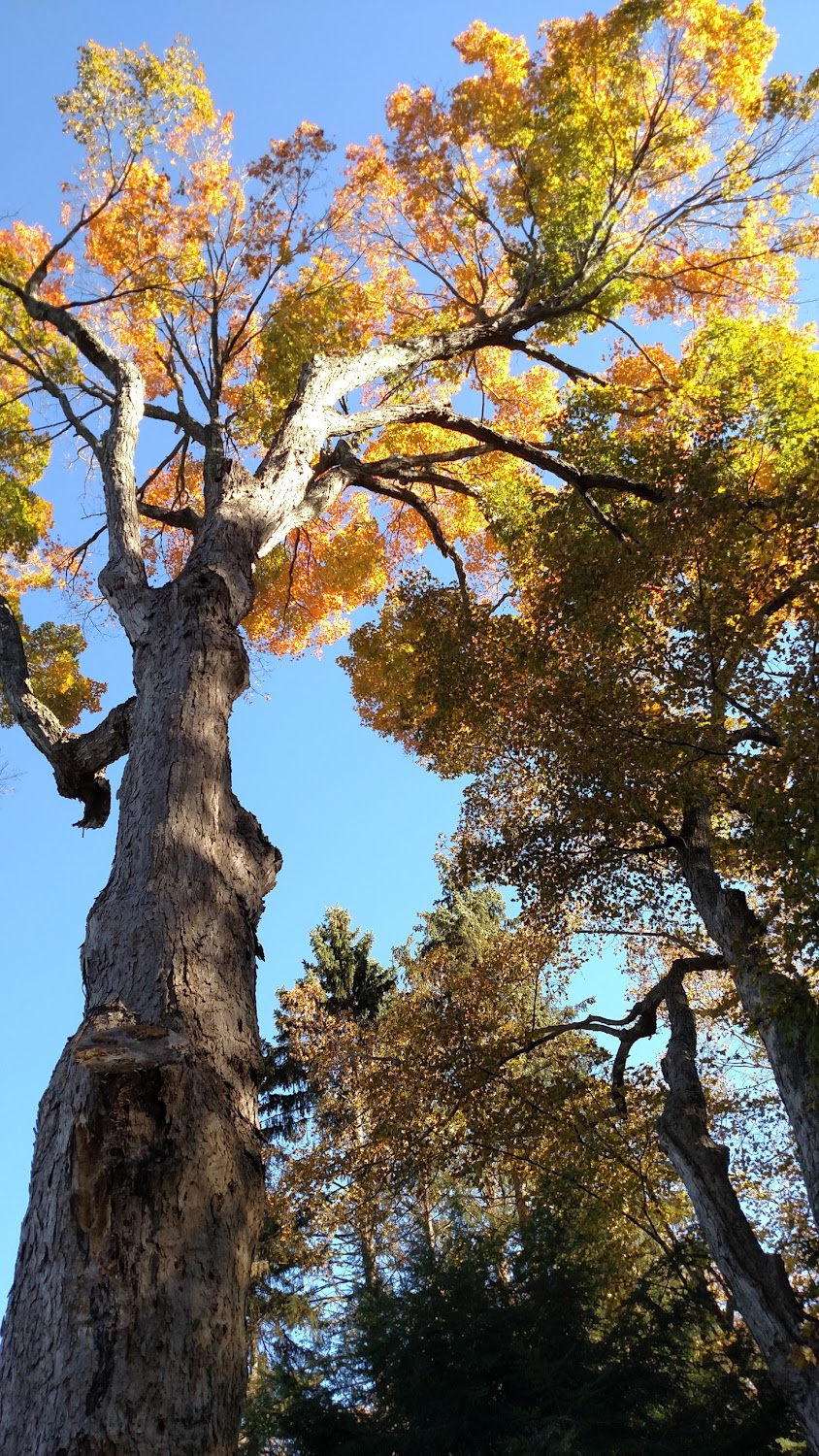 Milkweed : Crawford County Forest