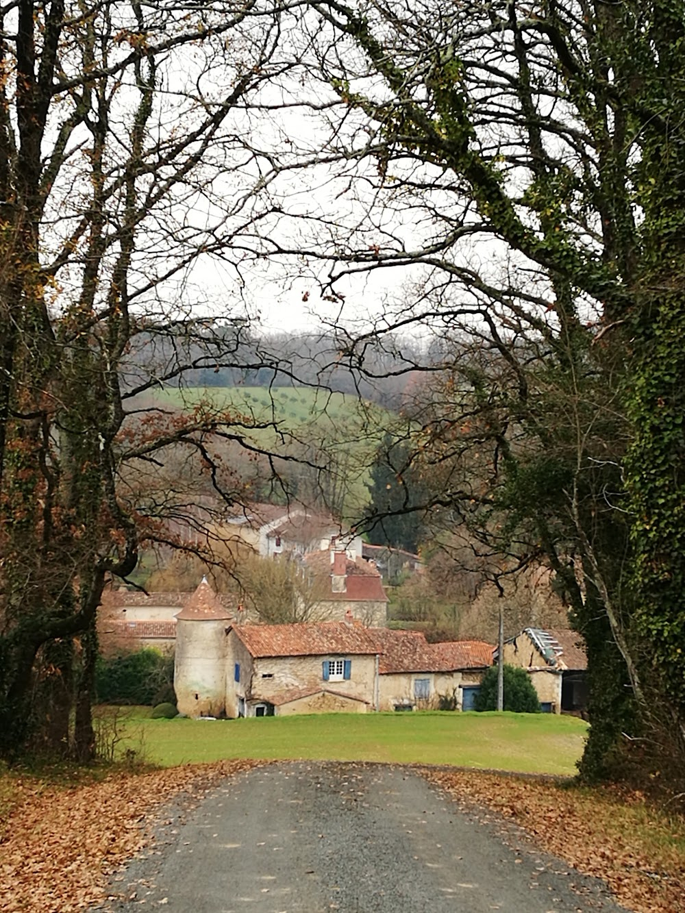 Mon arbre : 