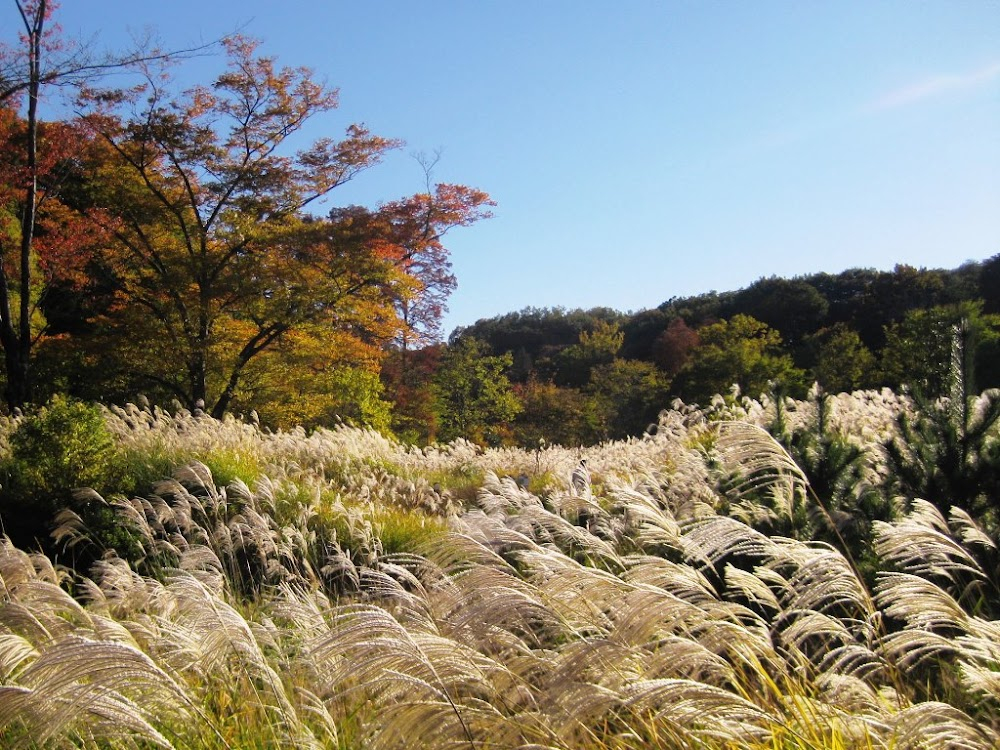 Musashino fujin : Park Scenes