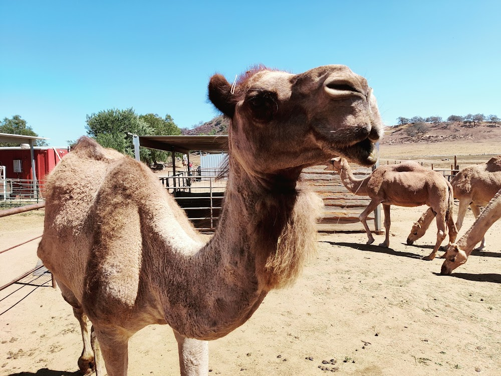 My Son, My Son, What Have Ye Done : Brad Dourif's place with camels