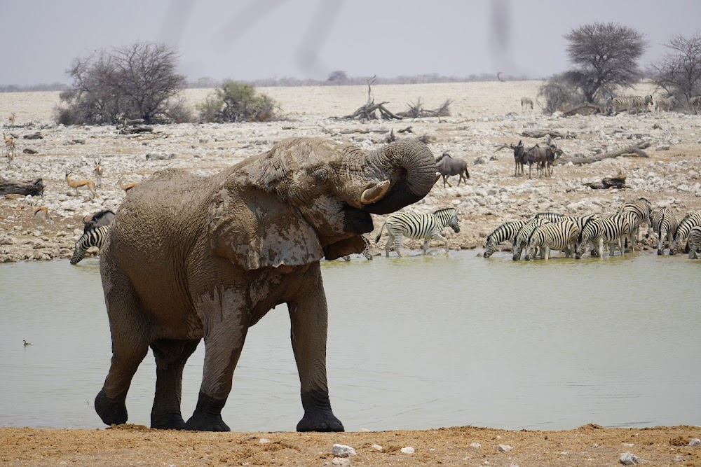 Namibia Diaries : 