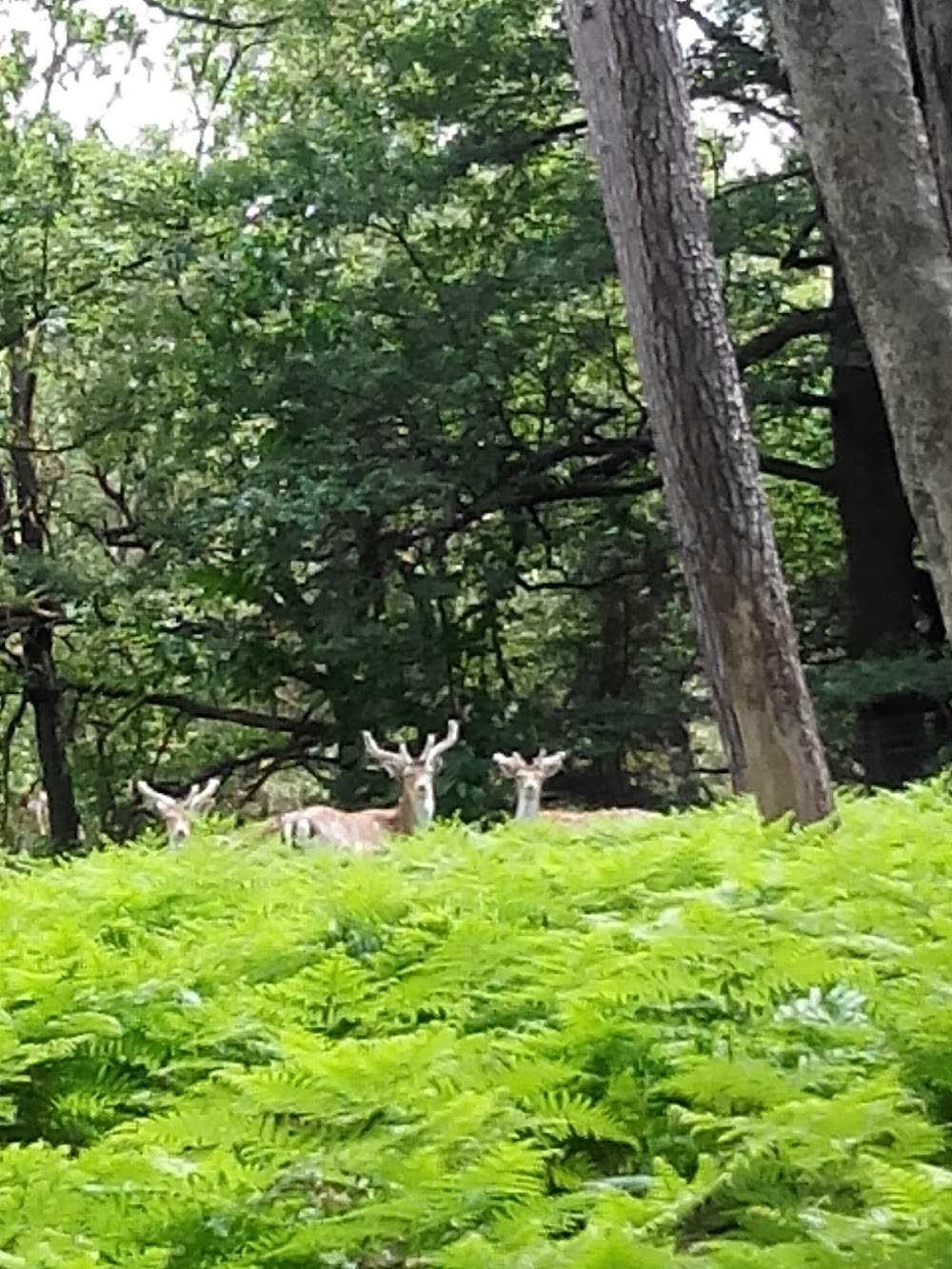 Un éléphant ça trompe énormément : horse riding in forest