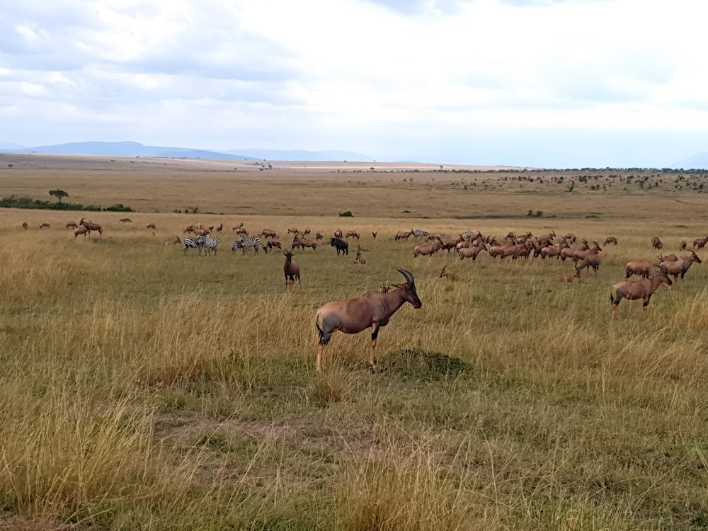 Hyena: Queen of the Masai Mara : 