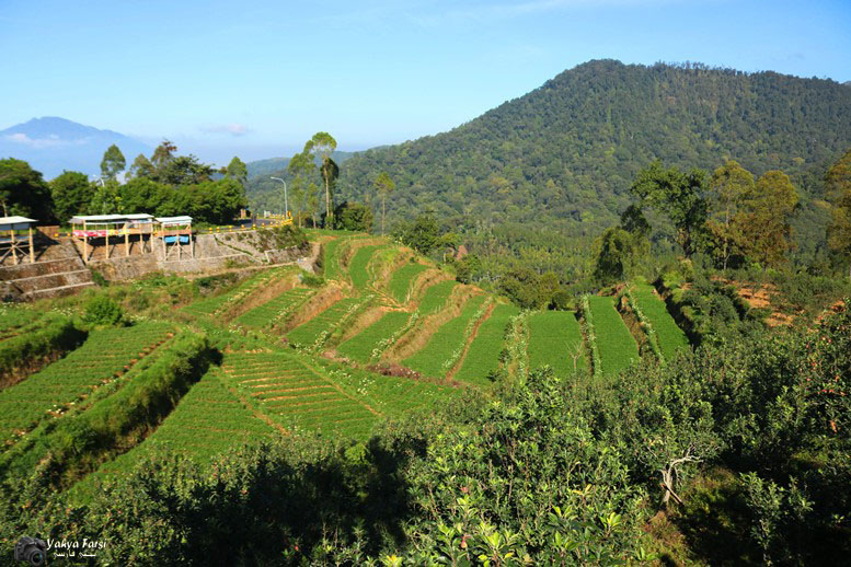 Ora Srawung, Mati Suwung : 