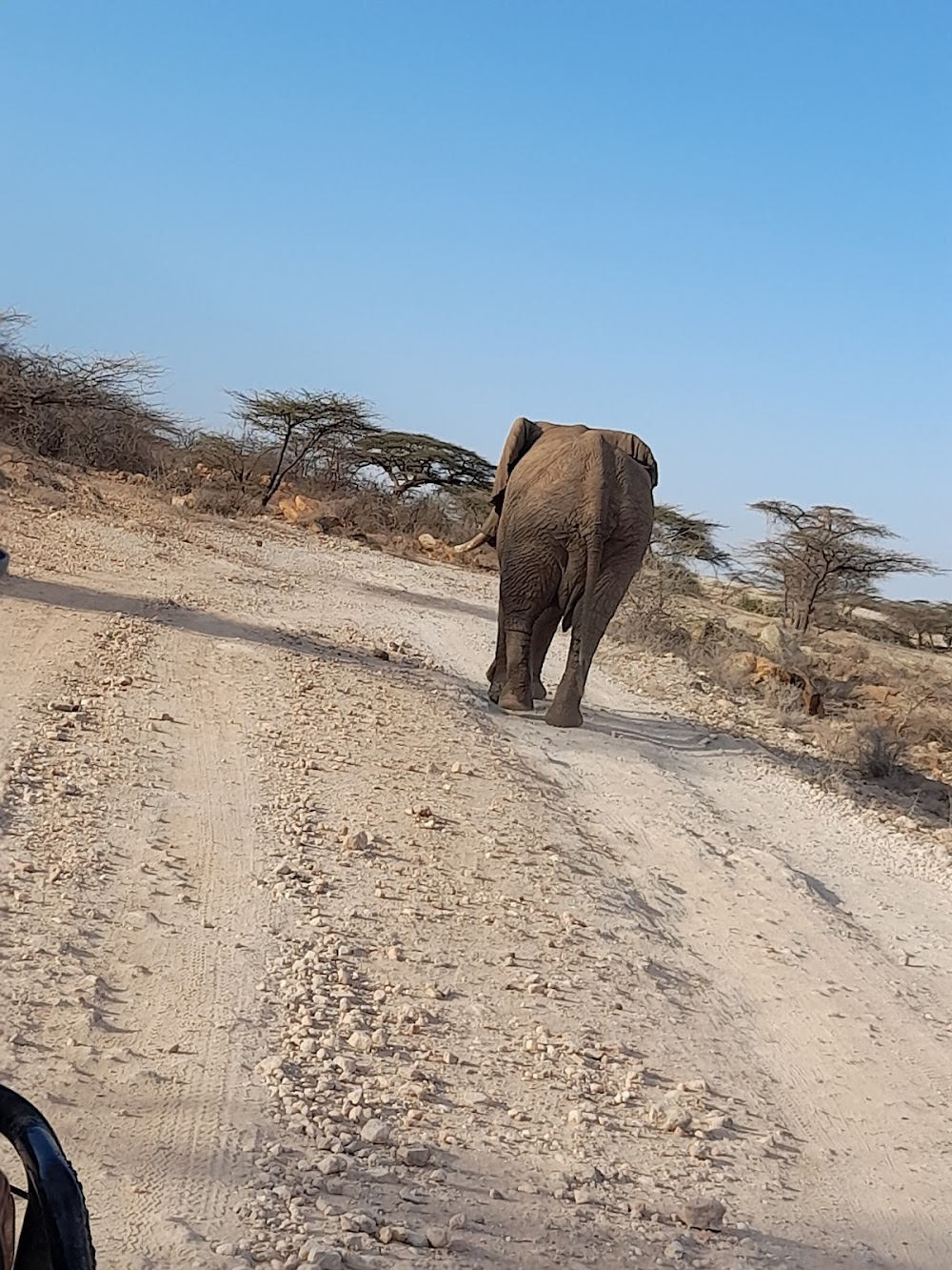 OSS 117: Alerte rouge en Afrique noire : bush scenes in the Shaba reserve