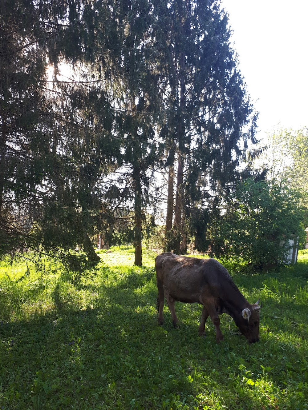 Own Forest : Péter Nádas' residence