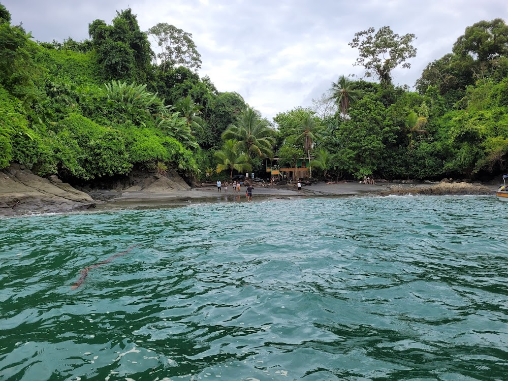 Palmeras en la nieve : Beach and rainforest scenes