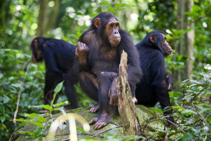 People of the Forest: The Chimps of Gombe : 