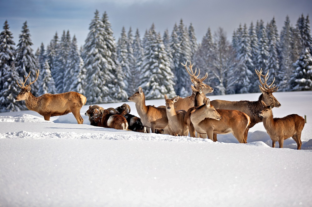 Polar Park : wild animal park