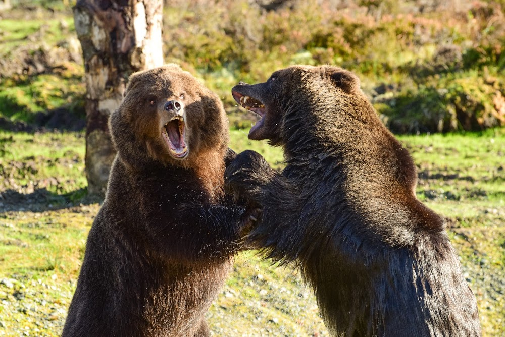 Return of the Wild: The Bearman of Buncrana : 