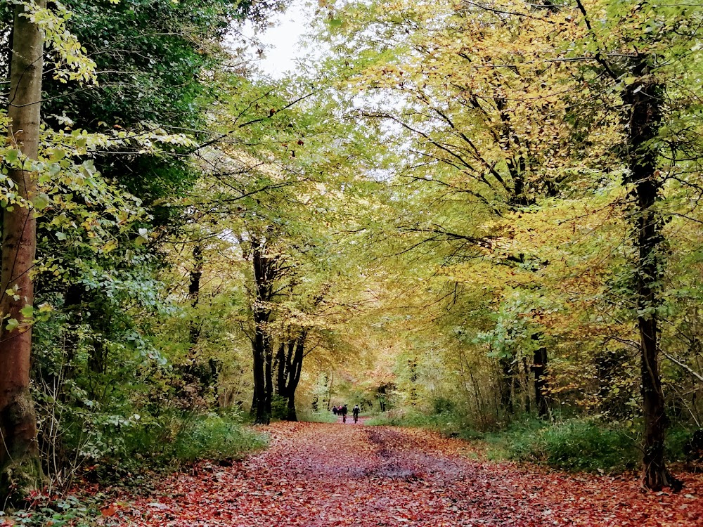 Robin of Sherwood : 