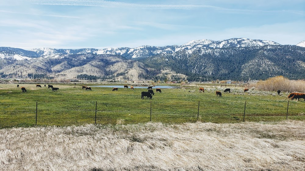 Romantic Nevada : under this name 1941-46, later called Flying M E Ranch 1946-61