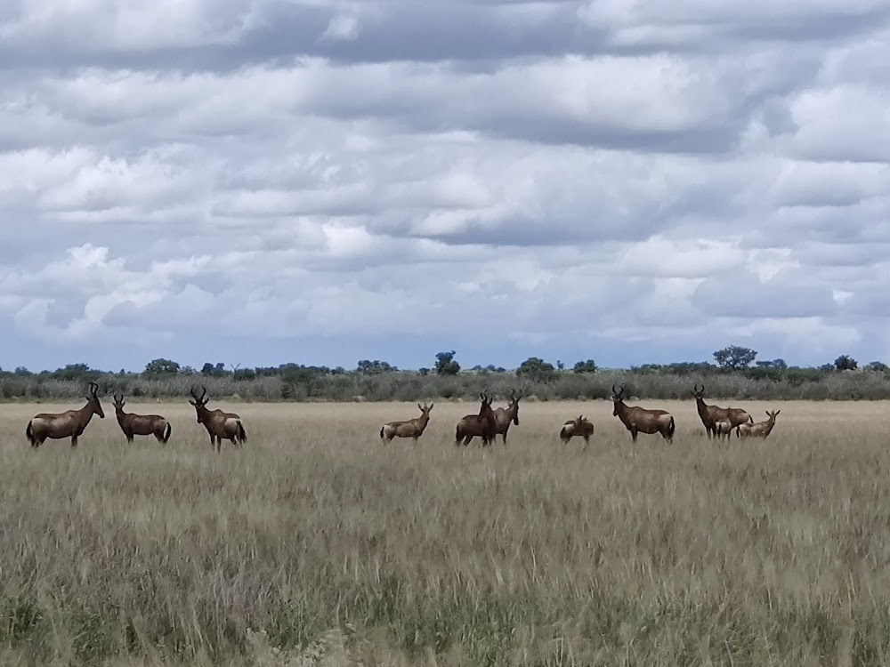 Savana violenta : 