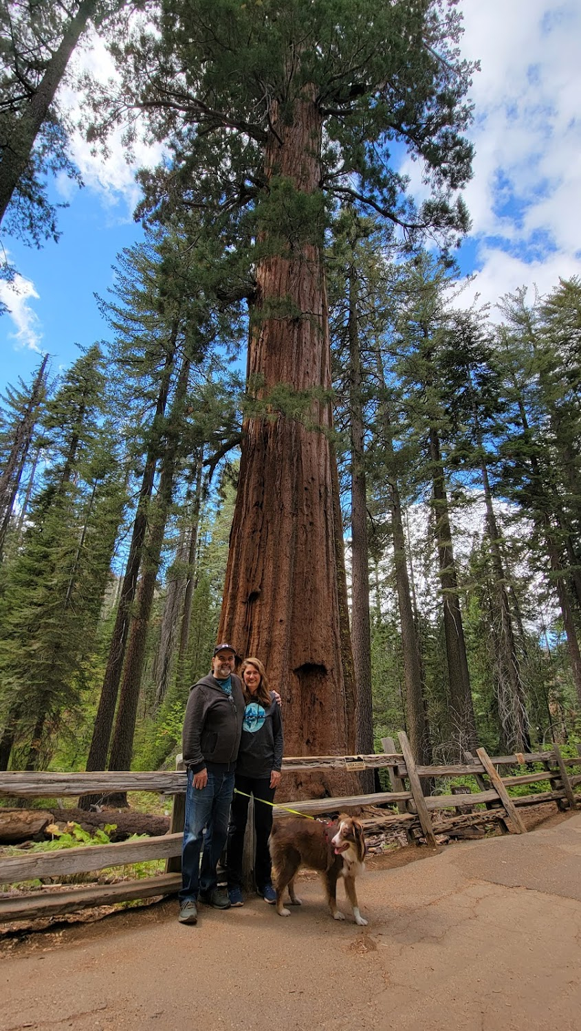 Secret Yosemite : Giant Sequoia climb and vegetation study