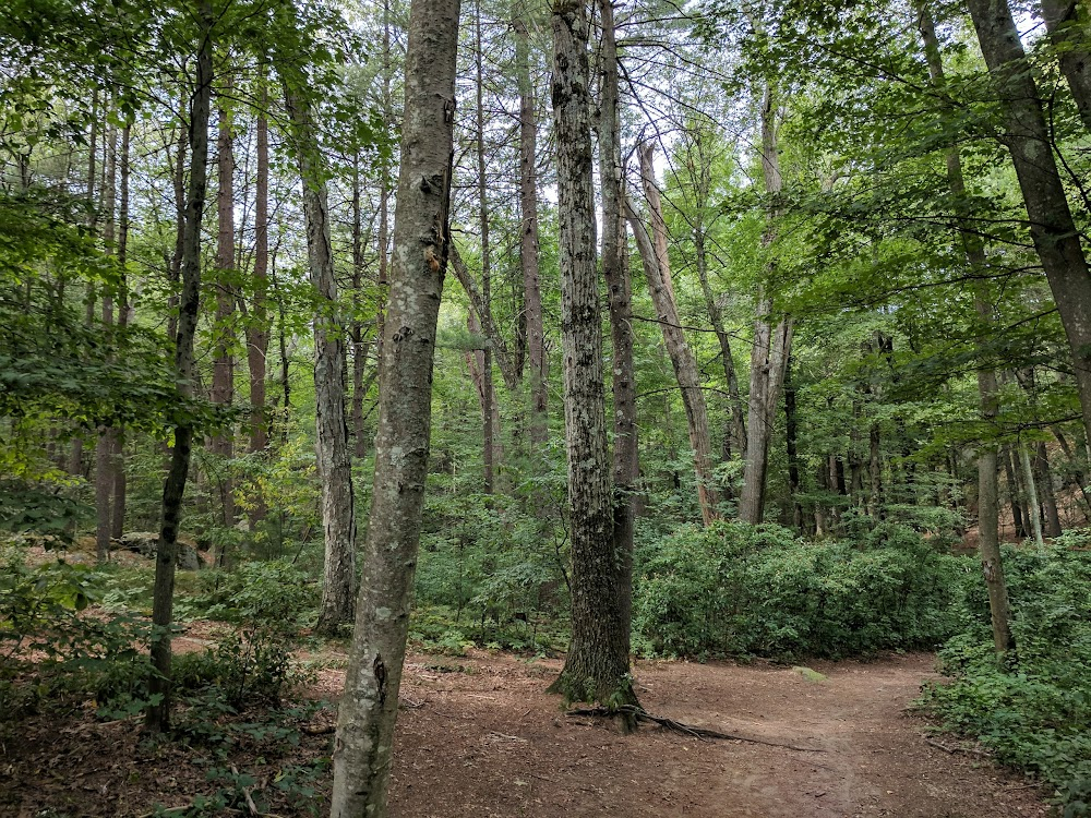 Shutter Island : forest hurricane scene