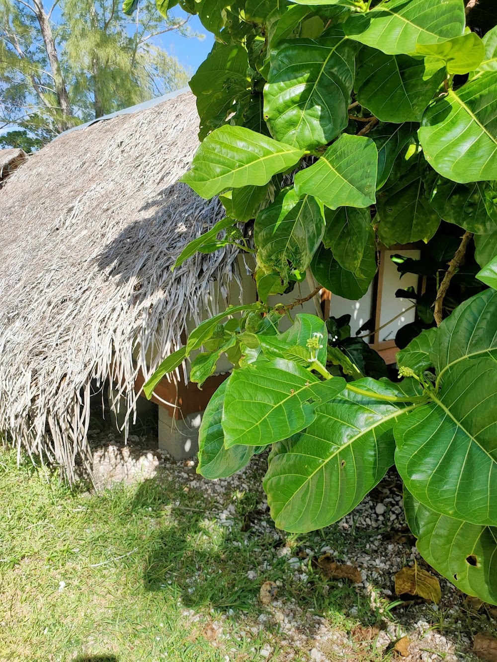 Mark of the Four Waves Tribe : Oponohu bay