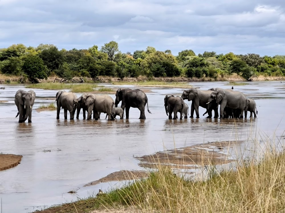 Hippo Ganglands : 