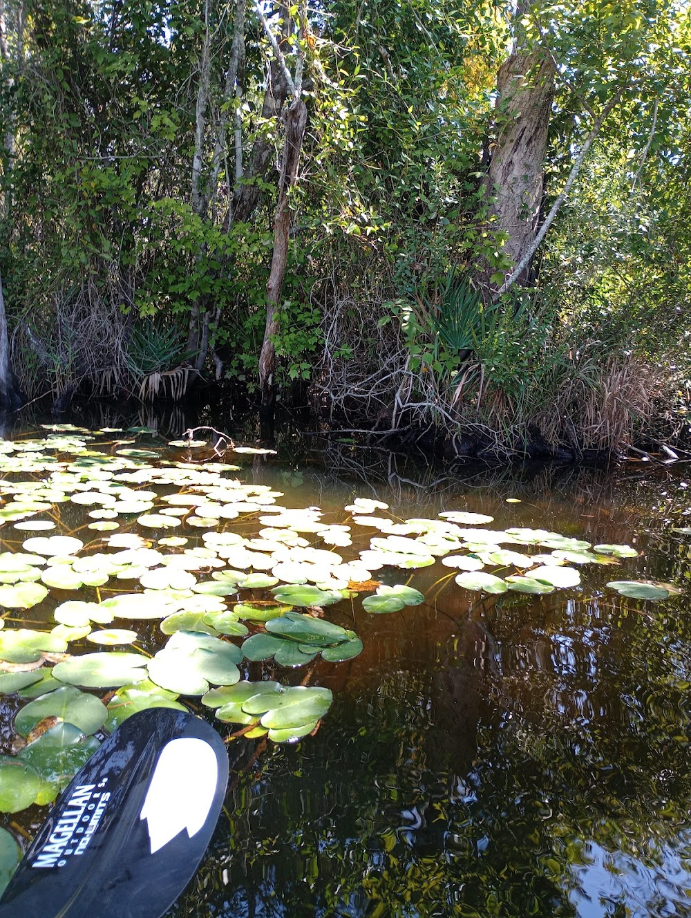 Swamp Women : 