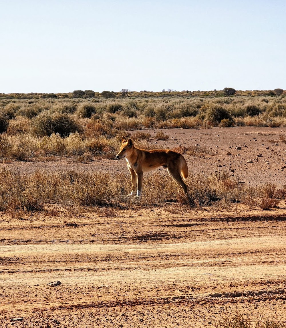 Running Wild: Australia's Camels : 