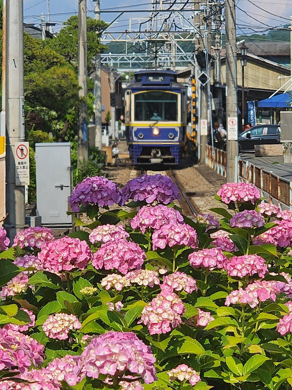 Japan in Cherry Blossom Time : 