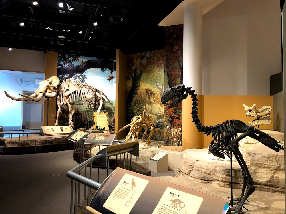 The Adventures of Jurassic Pet : Fossil display