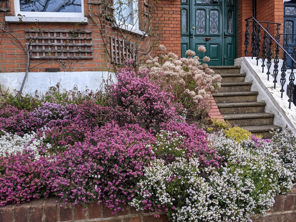 Cherry Tree Lane : 