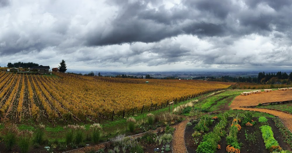 Red White & Black: The Oregon Winemakers Story : 