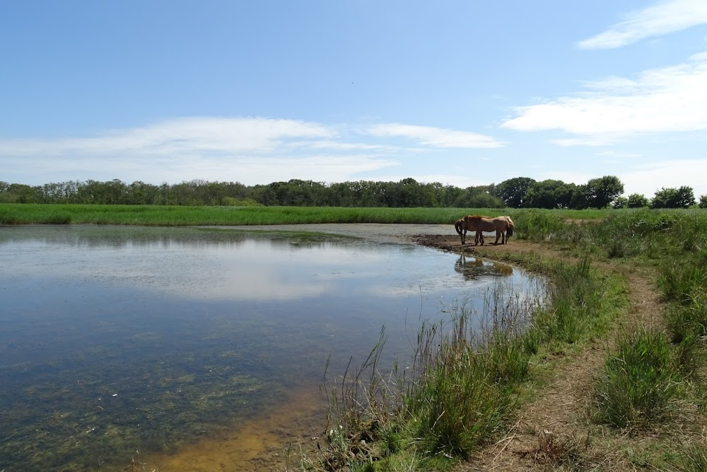 Green Grow the Rushes : Duck shoot