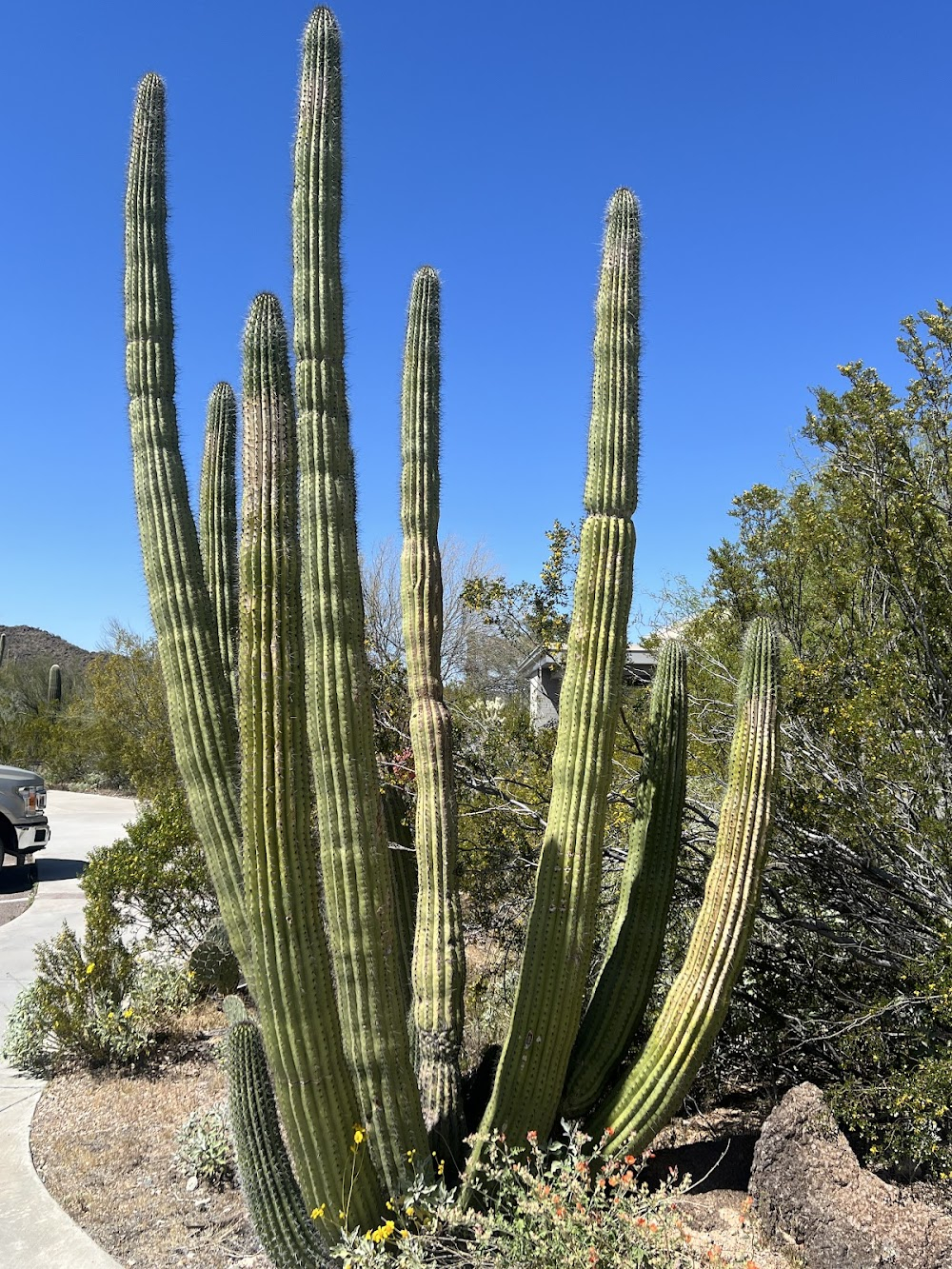 Baby Einstein: Baby Galileo Discovering the Sky : cactus footage at sunrise in opening montage