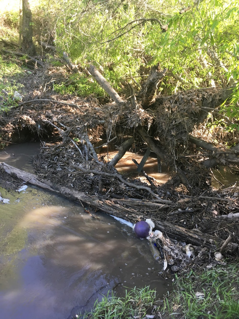 Evil in the Bayou : 