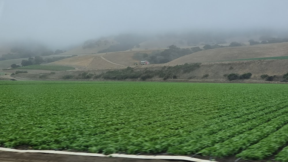 The Muppet Movie : The Muppets drive past lettuce fields