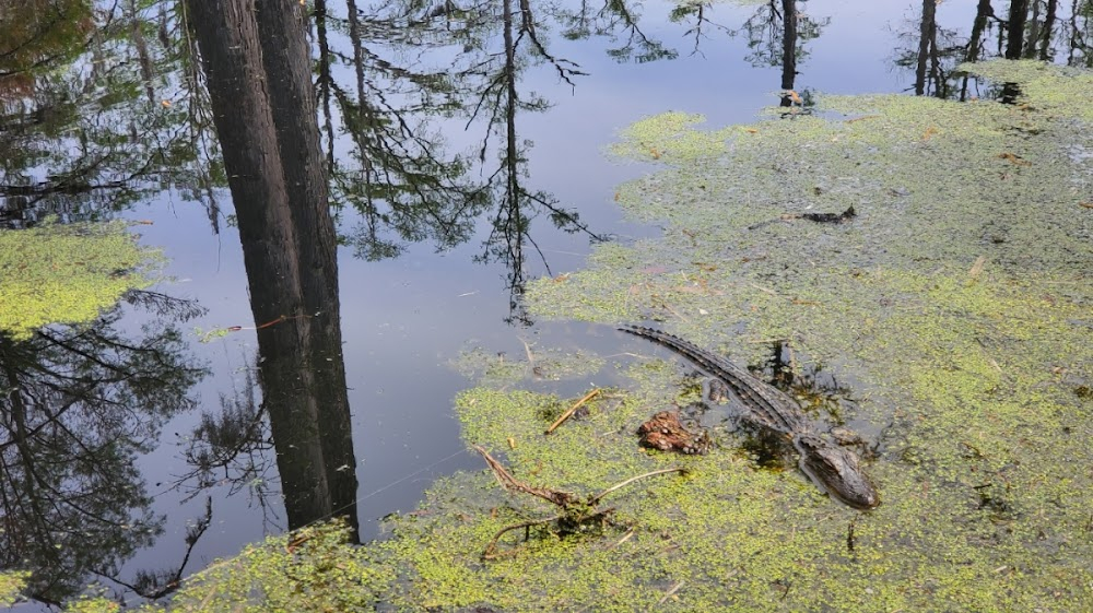 Swamp Thing : Filmed on location.