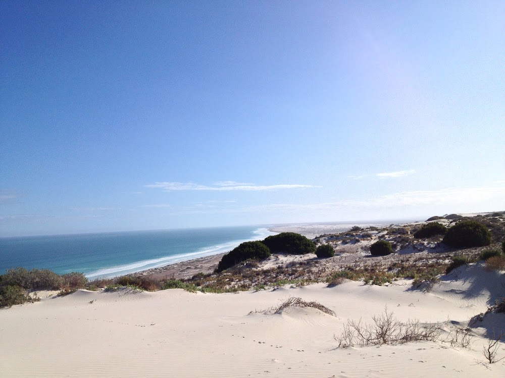 The Nullarbor Nymph : 